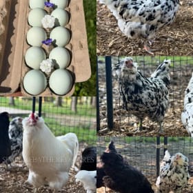 Ermine Ameraucana Hatching Eggs-Simply Feathered Acres item