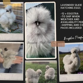 RARE Lavender Silkie Hatching Eggs item
