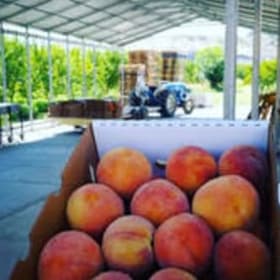 Small Peach Box item