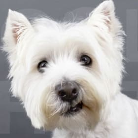 Private Westie Photo Session - $1000 value item