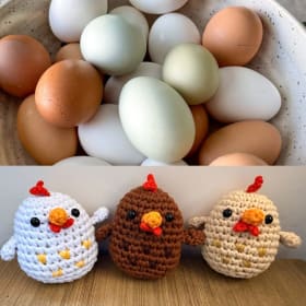 12 semanas de paquete de huevos frescos de granja item