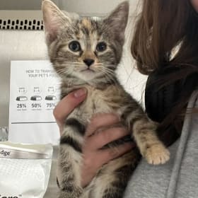 Kitten ID 8877 item