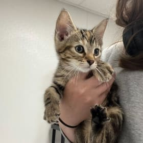 Kitten ID 8873 item