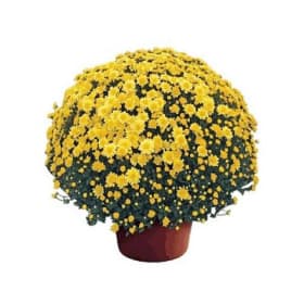 10” Pot - Yellow Mums item