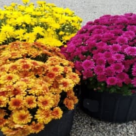 9” Pot - pick 3 for $25 item