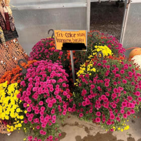 Photo of Tri-Color Mum