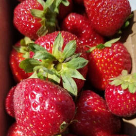 Fraises par plat (seulement pour les membres) item