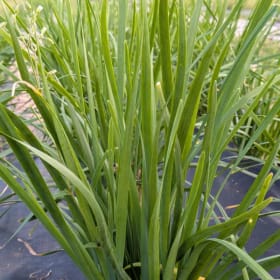 Photo of Ciboulette fraîche