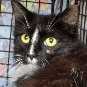 Photo of A TNR Surgery