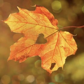 FALL THEME BASKET item