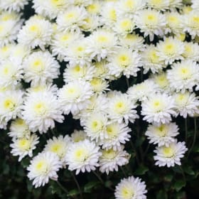 Photo of White