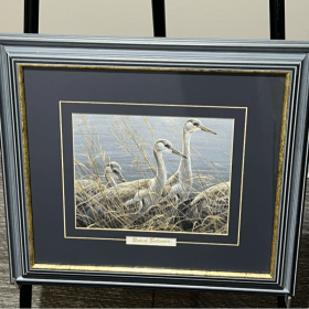 Young Sandhill Cranes - 017 item
