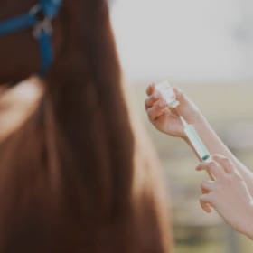 Annual Vaccinations item