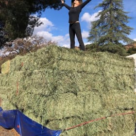 Orchard Grass Hay item