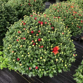 Orange Mum item