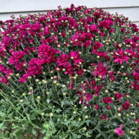 Purple Mum item