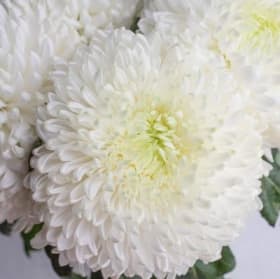 White Mum item