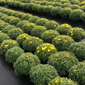 Yellow Mum item