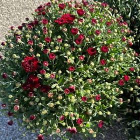 Red Mum item