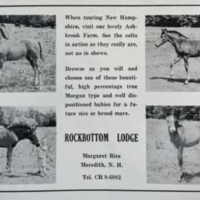 1964 National Morgan Horse Show Program item