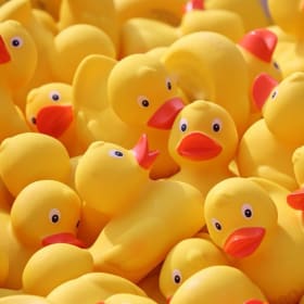 6 Ducks item