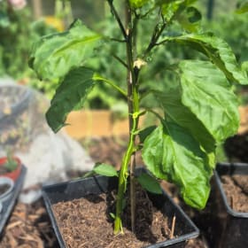 Bell Pepper seeds item