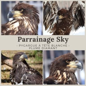 Parrainage Sky, Pygargue à tête blanche item