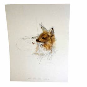 082 -Colour Print of Fawn item