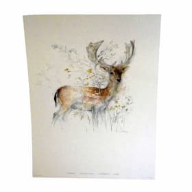 081 -Colour Print of Fallow Buck item