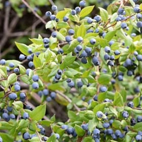 Blueberry-Biloxi (Southern Highbush) 3 Gallon  (WTF-O) item