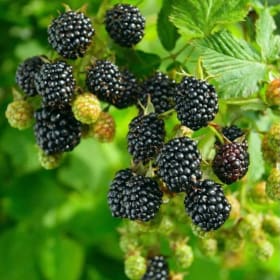 Blackberry-Prime Ark Freedom (THORNLESS)  3 Gallon (WTF-O) item