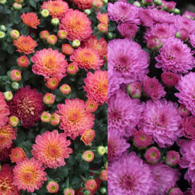 9" Garden Mum Pink/Purple item