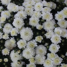 9" Garden Mum White item