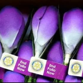 Silk Crocus Pin item