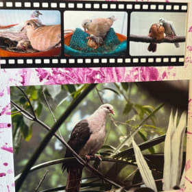 Photo of Pink Pigeon Painting