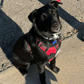 Frankie - Sponsored by Pennington Barber Shop item