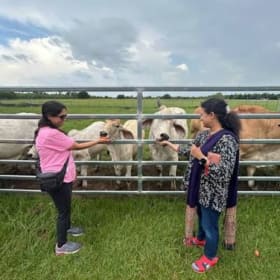 Special Pitru Paksha cow feeding item