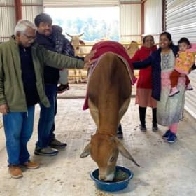 Special Pitru Paksha cow feed for all cows one meal item