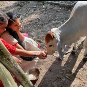 Special Pitru Paksha, feed for all cows full day item