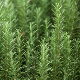 Rosemary— Organic item