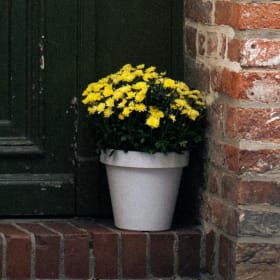 Potted Mums item