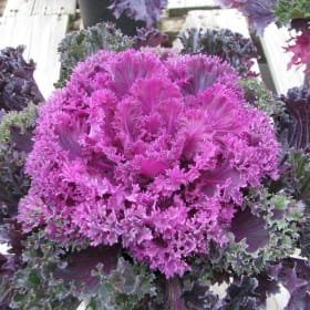 ORNAMENTAL KALE - RED 8" item