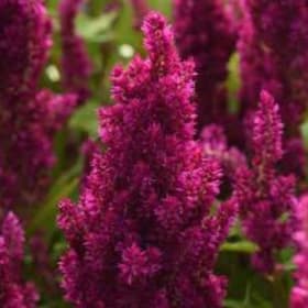 CELOSIA - PURPLE 9" item