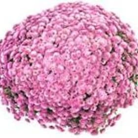 9" Pot of Purple/Pink Mums item