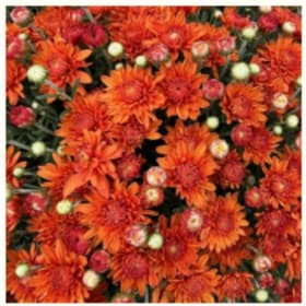 Orange Mum item