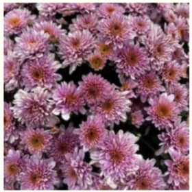 Pink Mum item