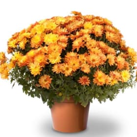 Mums pot item