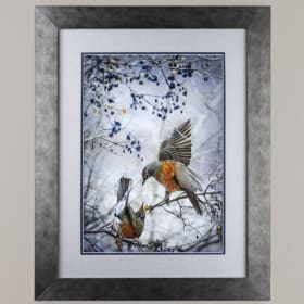 Framed Photo of Robins’ Squabble item