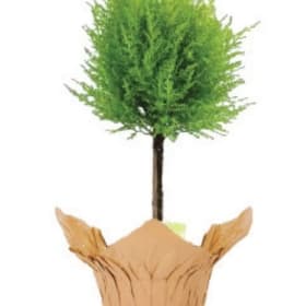 5" Cypress Topiary item