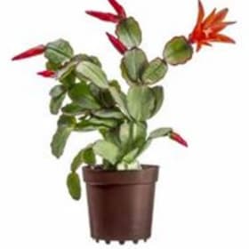 4' Christmas Cactus item